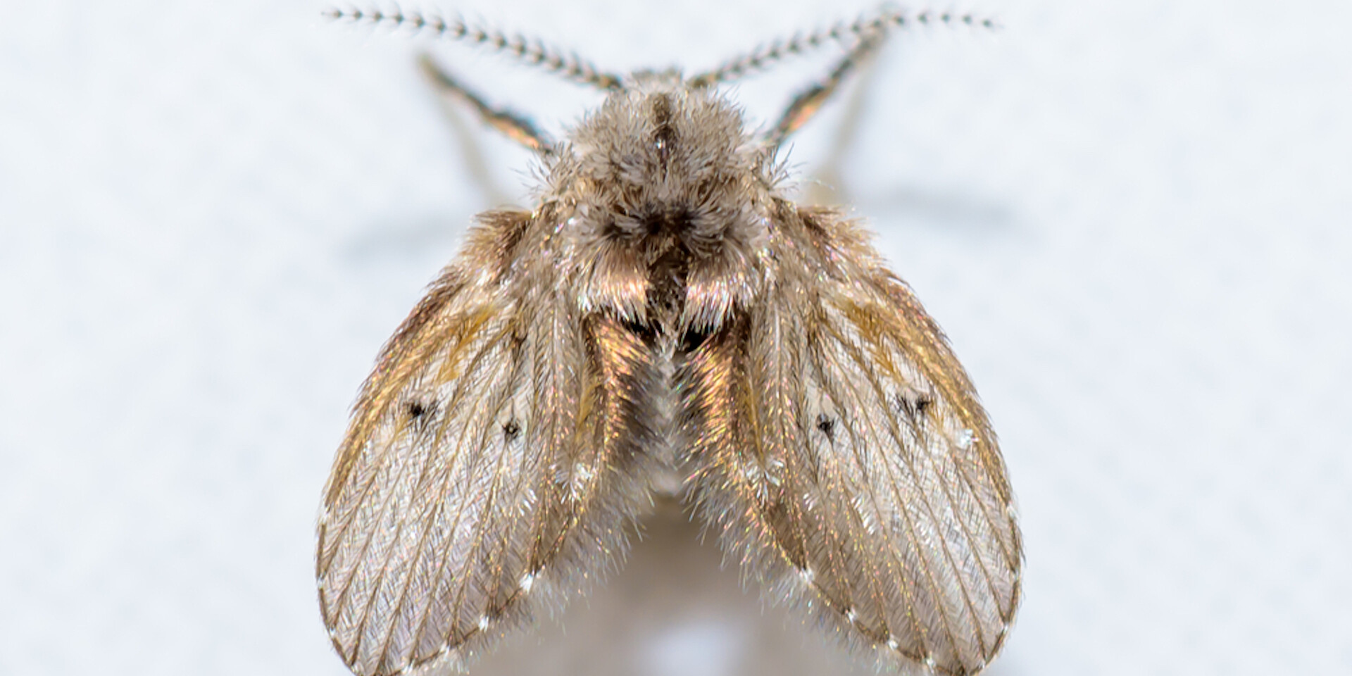 Drain flies, commonly referred to as moth flies