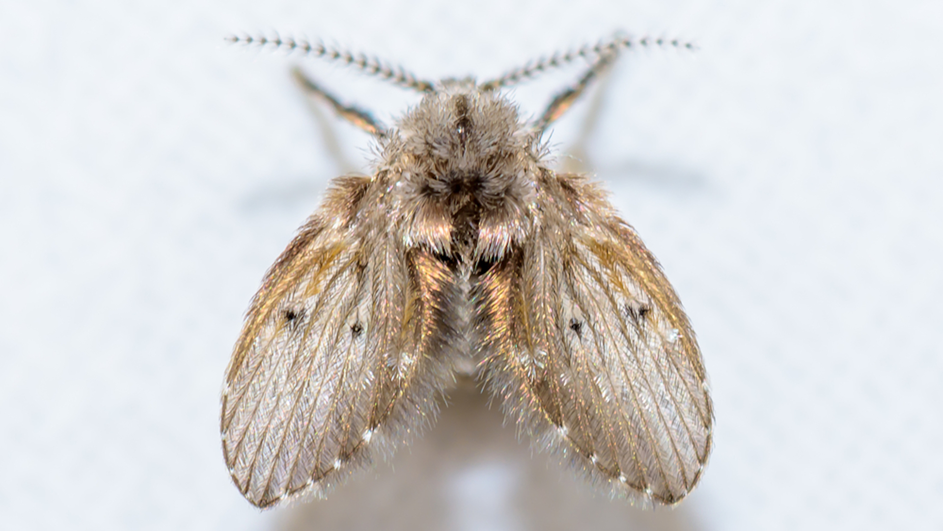 Drain flies, commonly referred to as moth flies