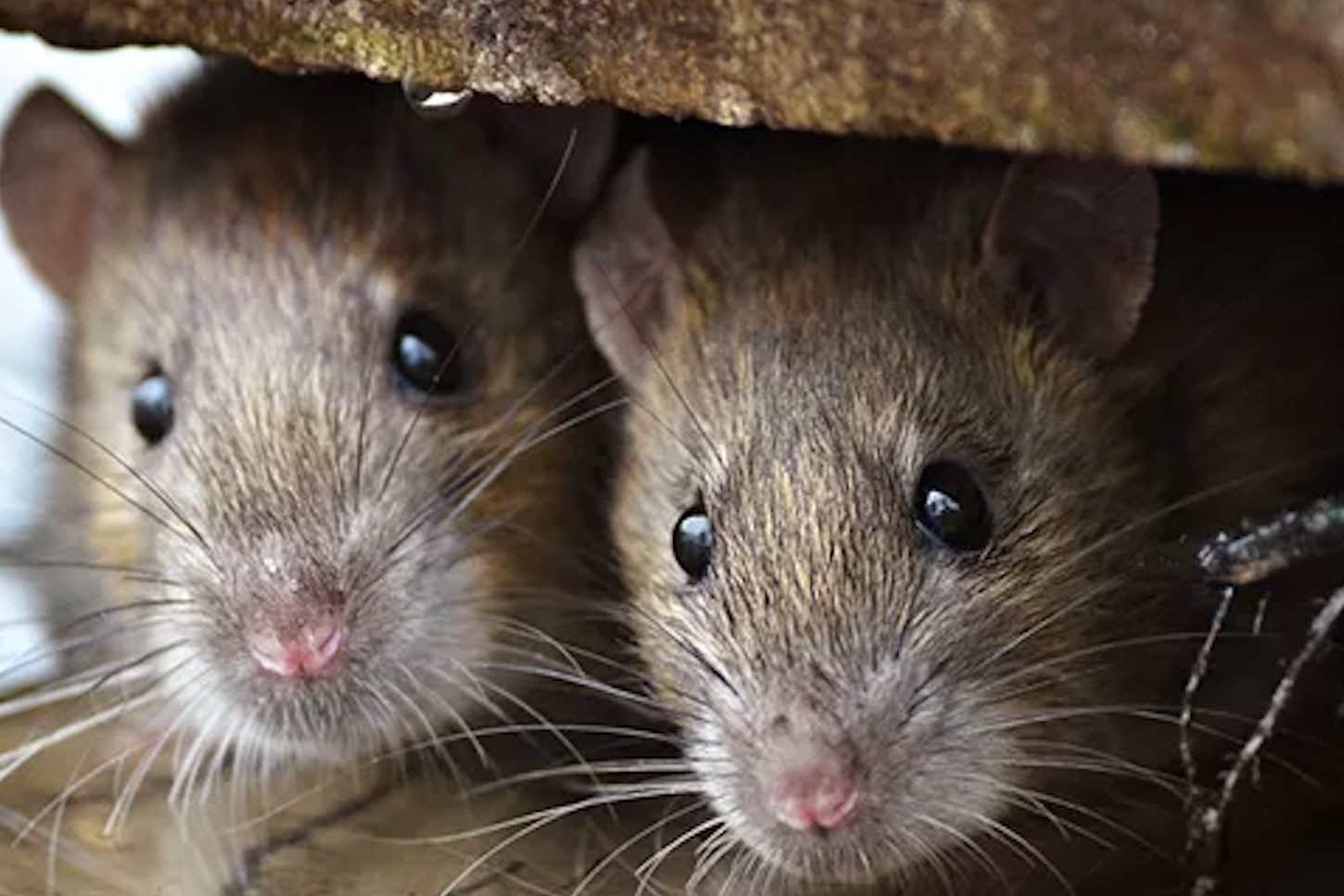 Mice prefer to build their nests in warm places