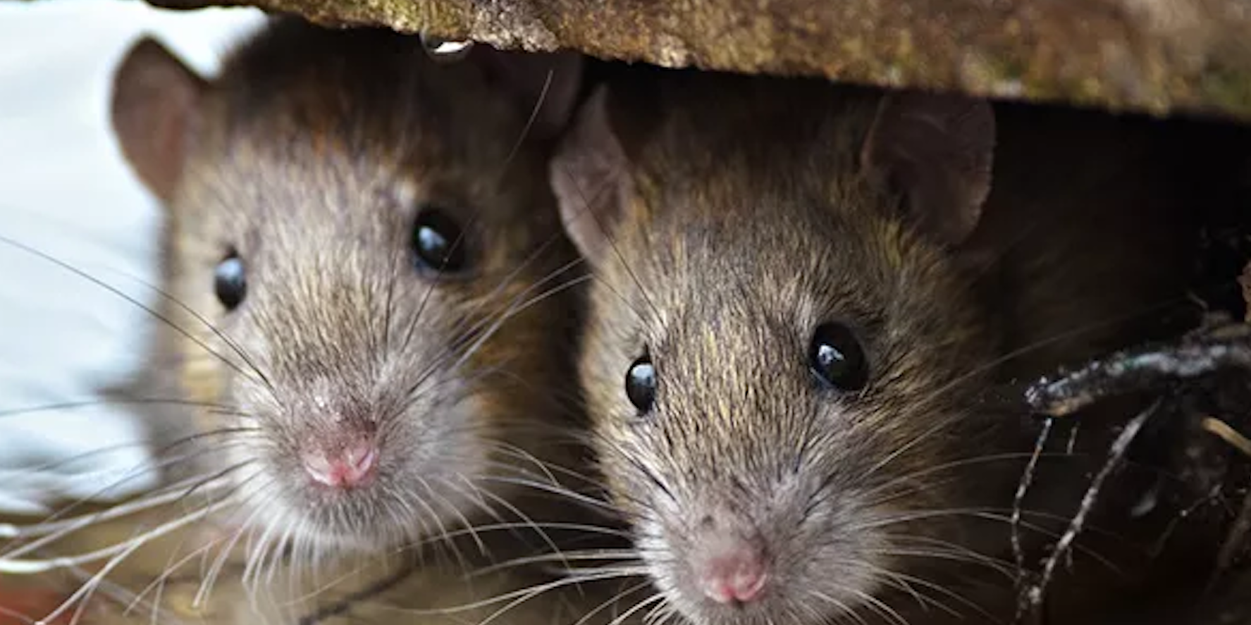 Mice prefer to build their nests in warm places