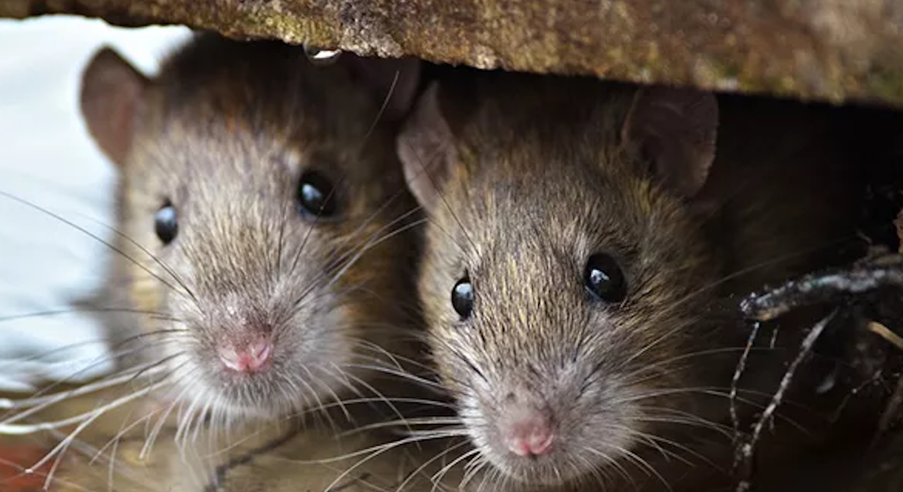 Mice prefer to build their nests in warm places