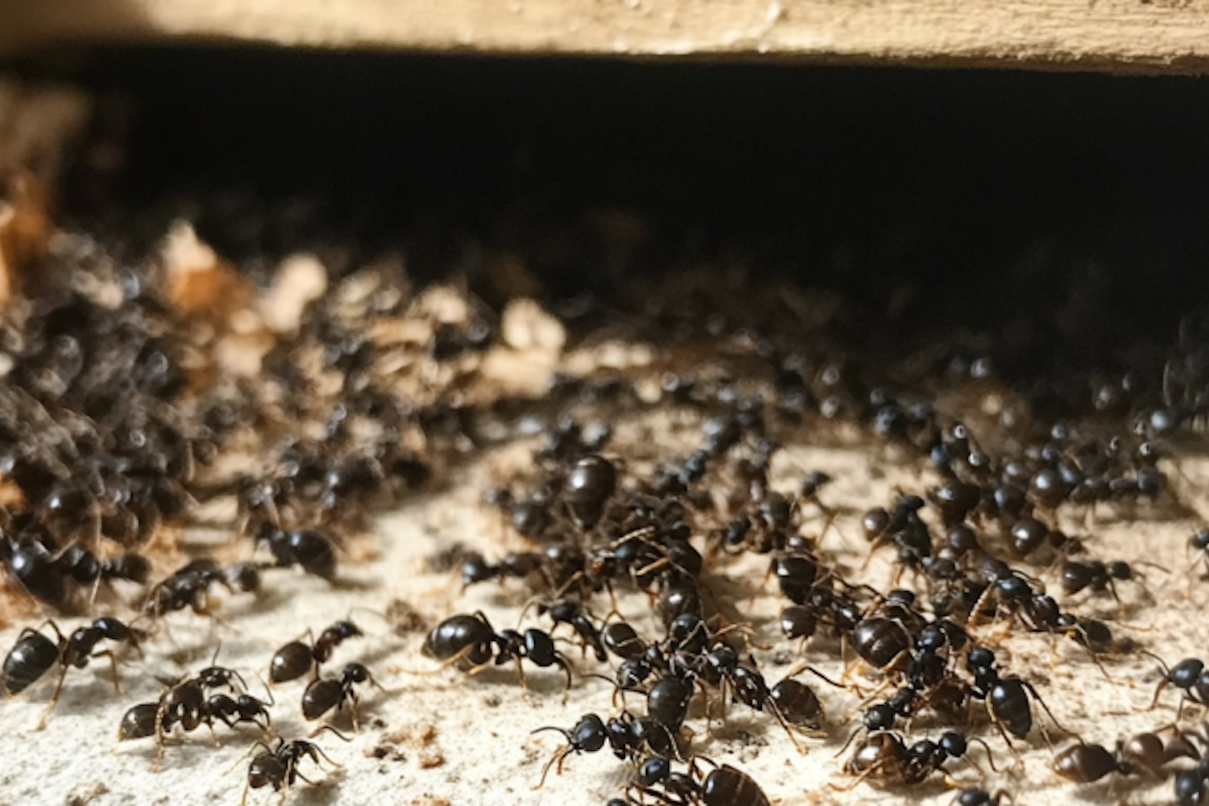 Indoor and outdoor ants differ significantly in behavior