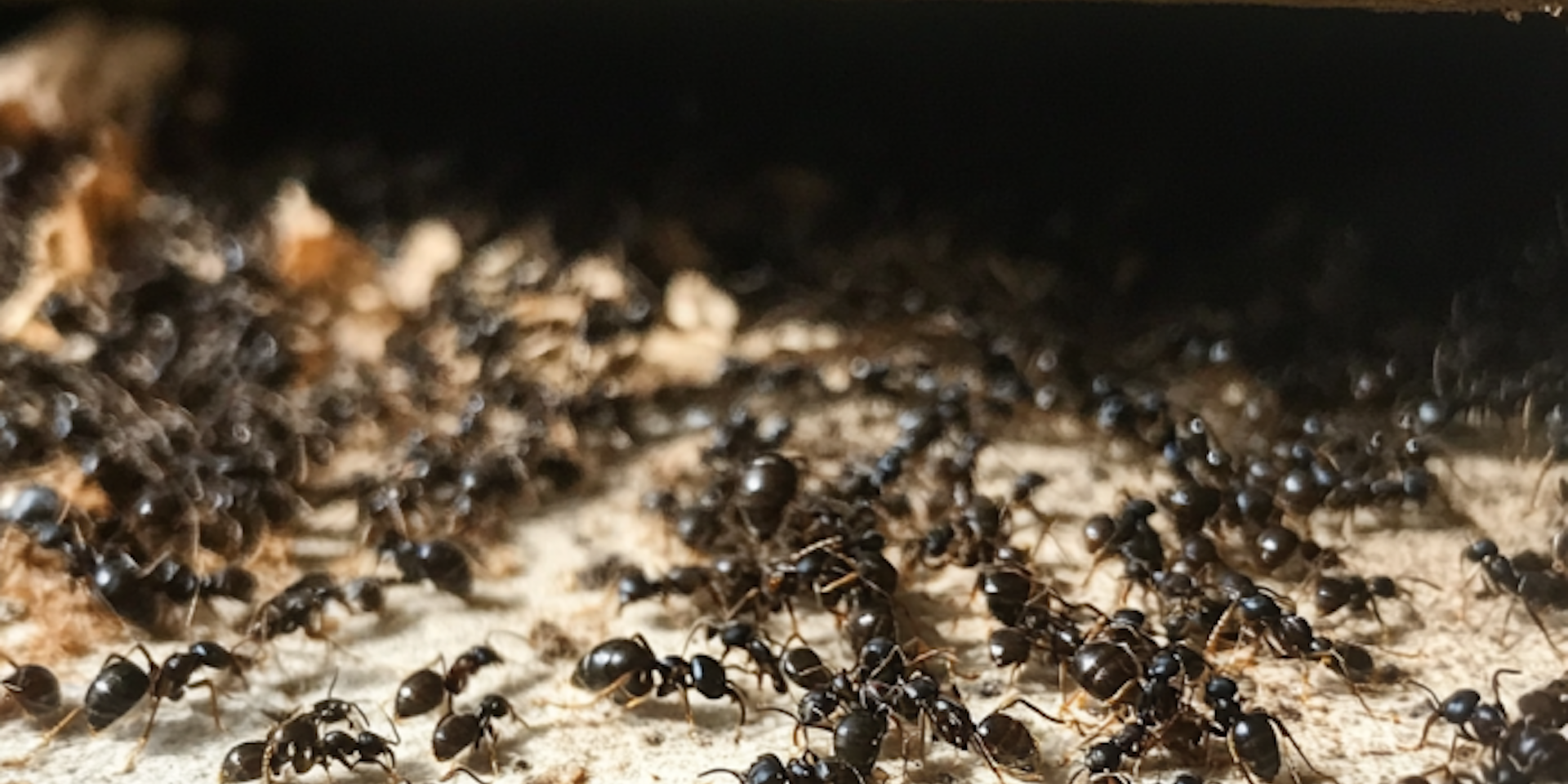 Indoor and outdoor ants differ significantly in behavior