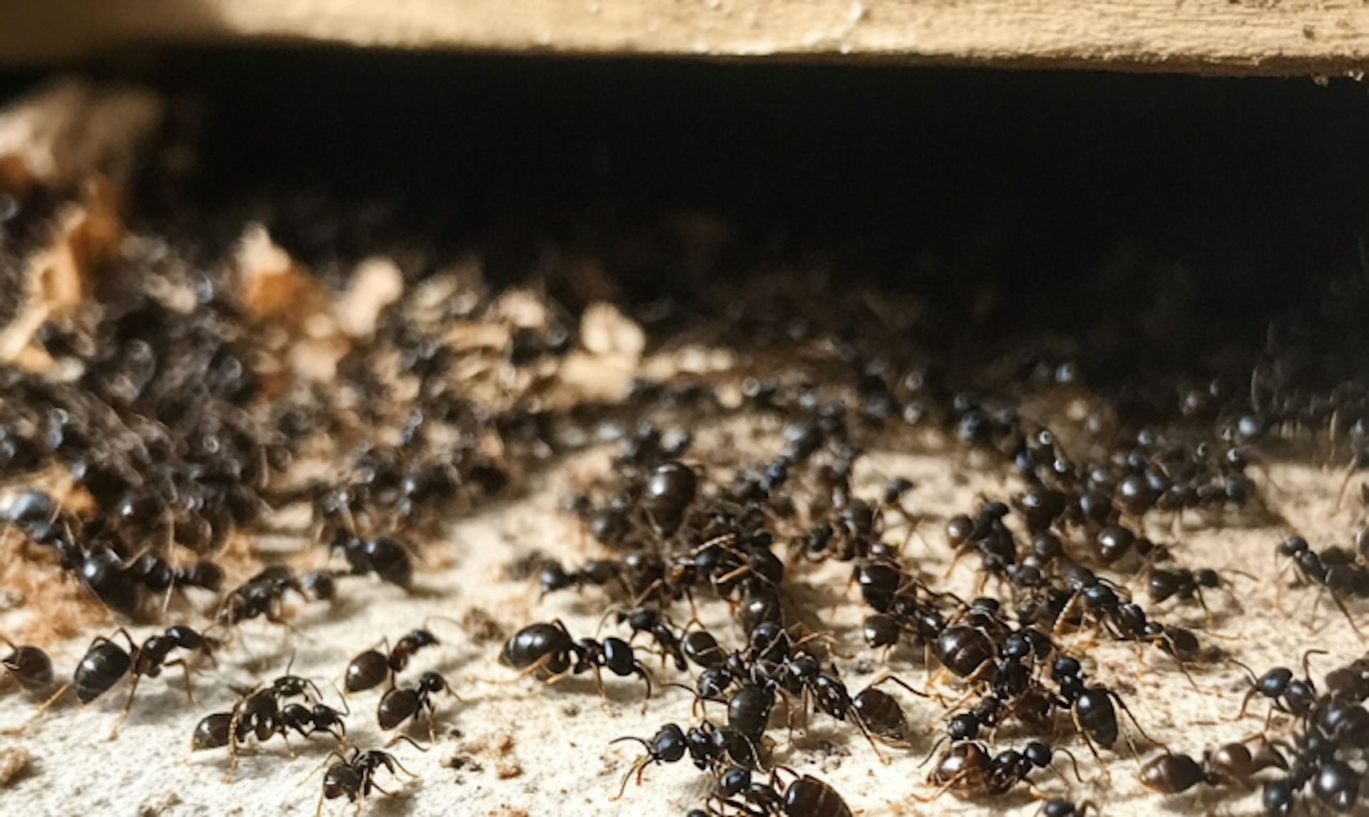 Indoor and outdoor ants differ significantly in behavior