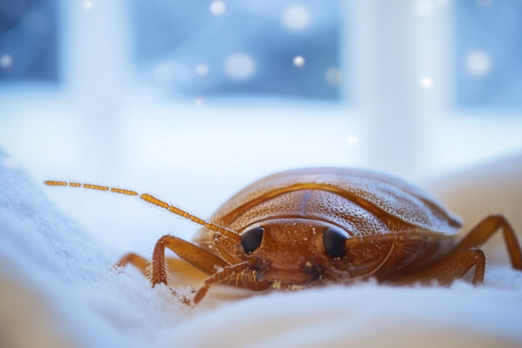 What Happens to Bed Bugs in the Winter?