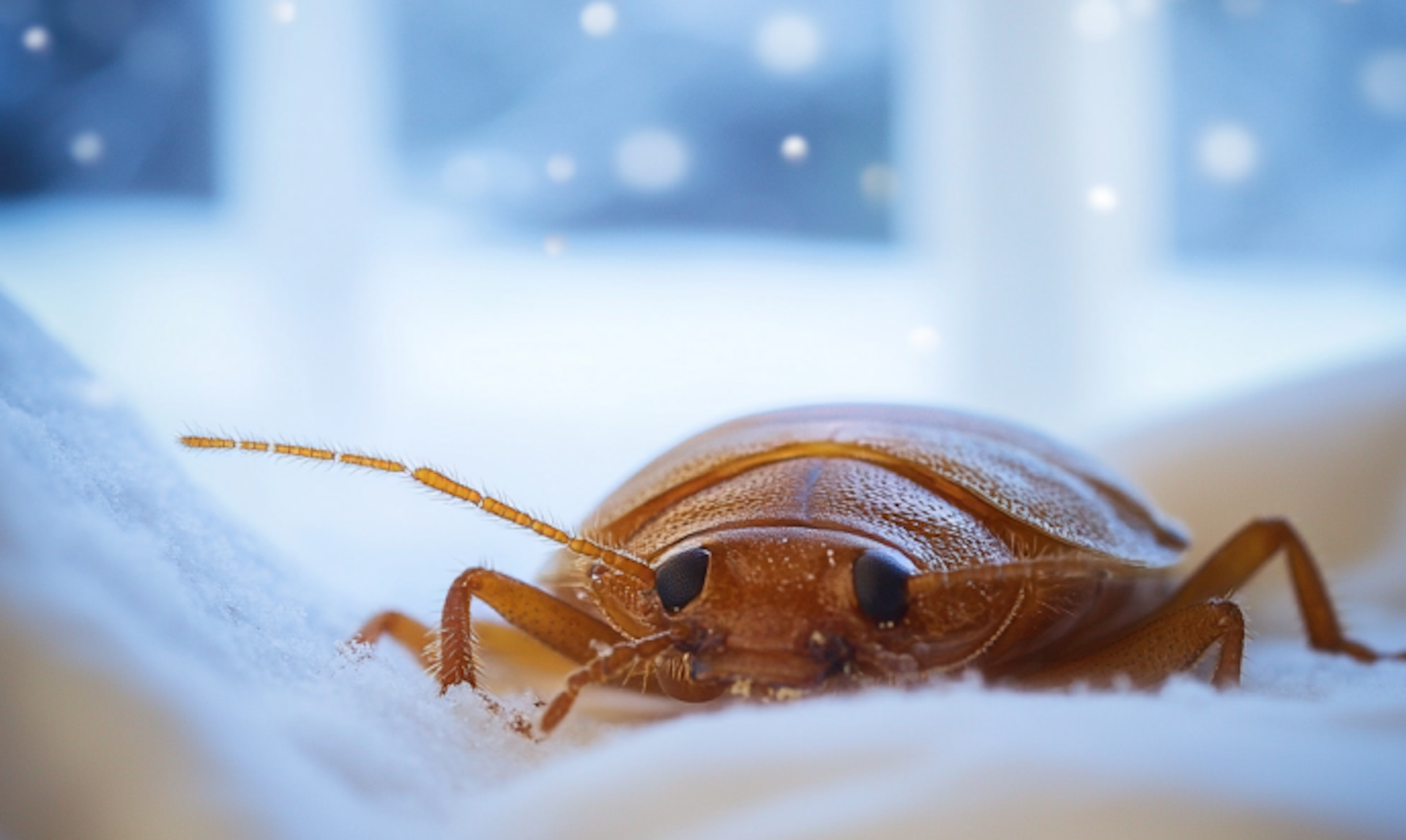 What Happens to Bed Bugs in the Winter?