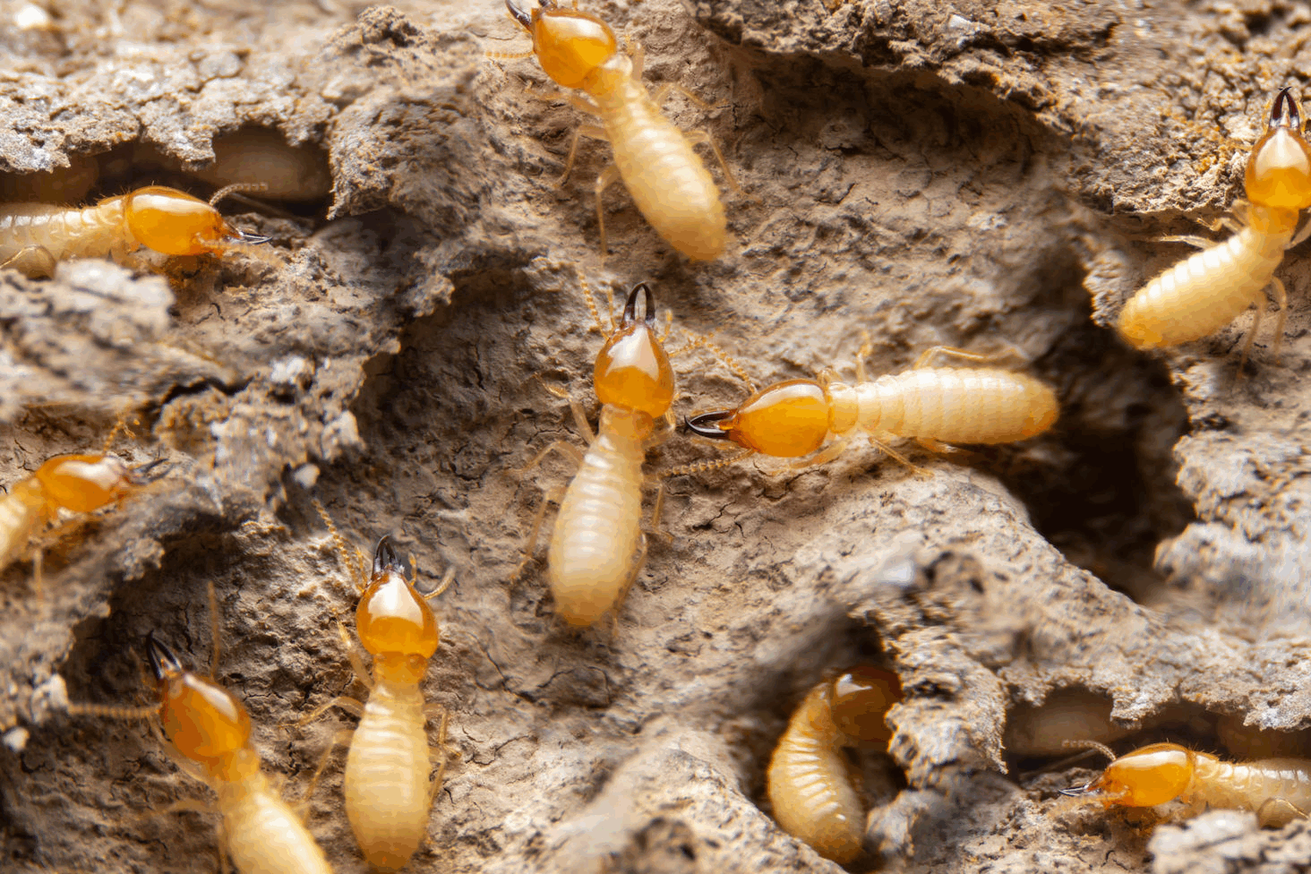 10 Facts About Termites All Maryland Homeowners Should Know