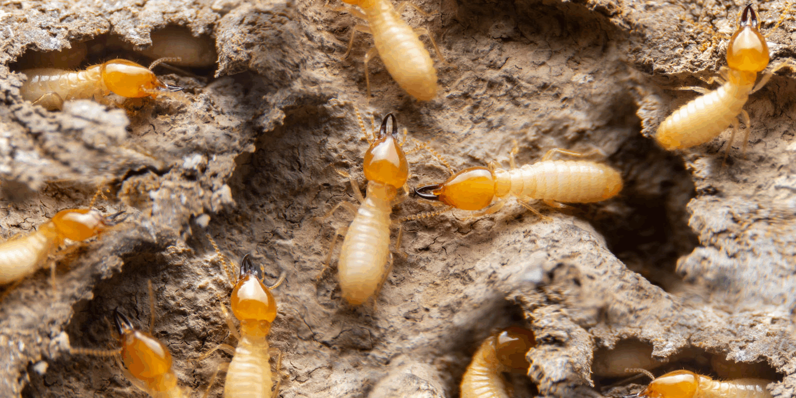10 Facts About Termites All Maryland Homeowners Should Know