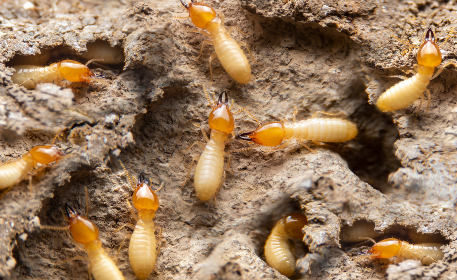 10 Facts About Termites All Maryland Homeowners Should Know