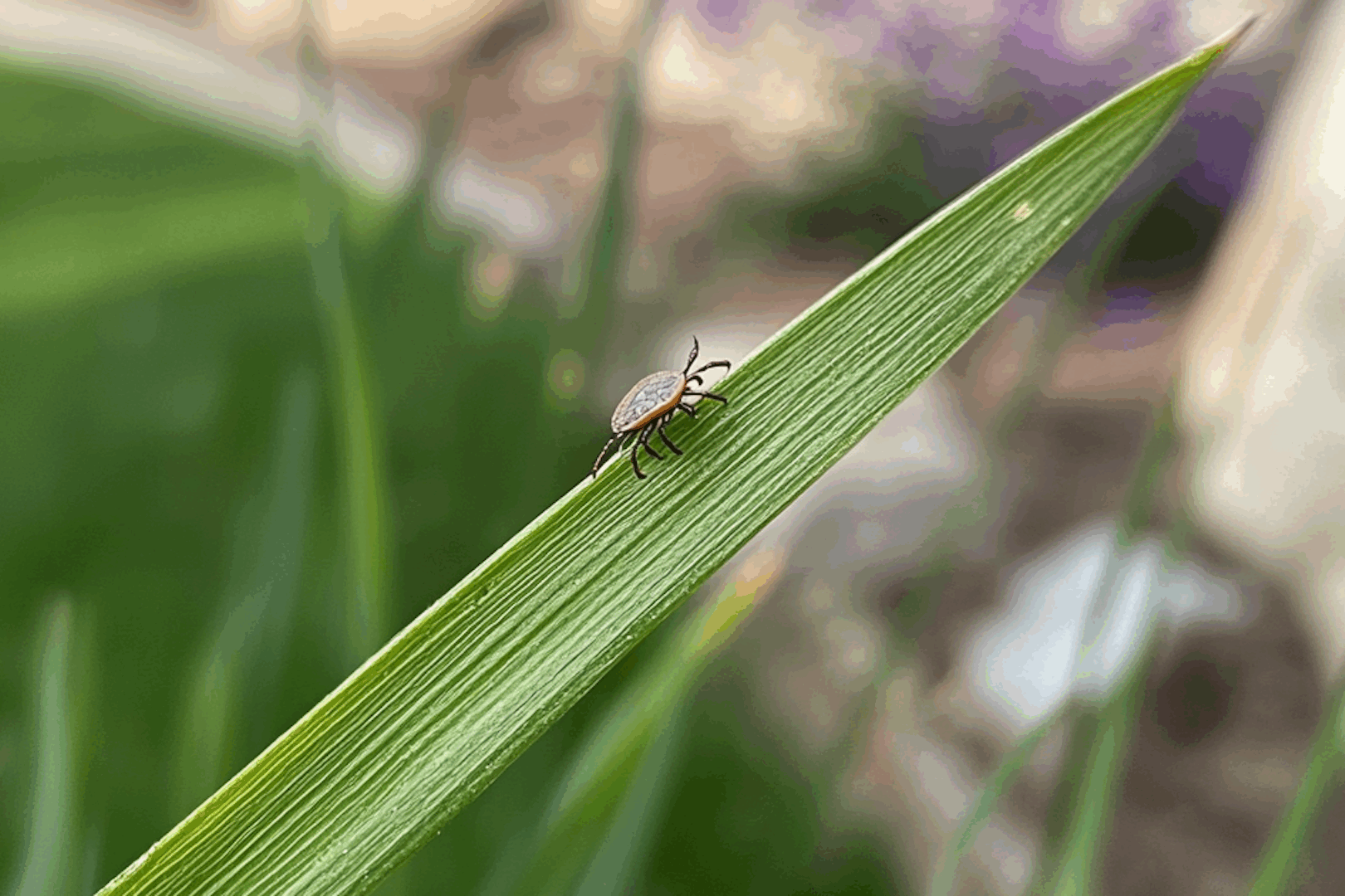 Are Ticks Dangerous? How to Stop Ticks in Maryland