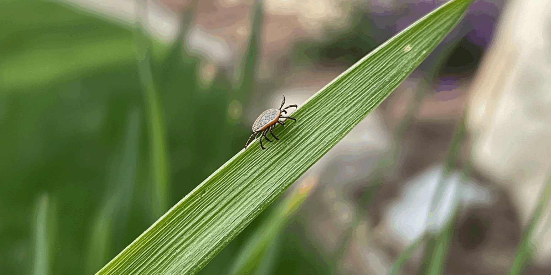 Are Ticks Dangerous? How to Stop Ticks in Maryland