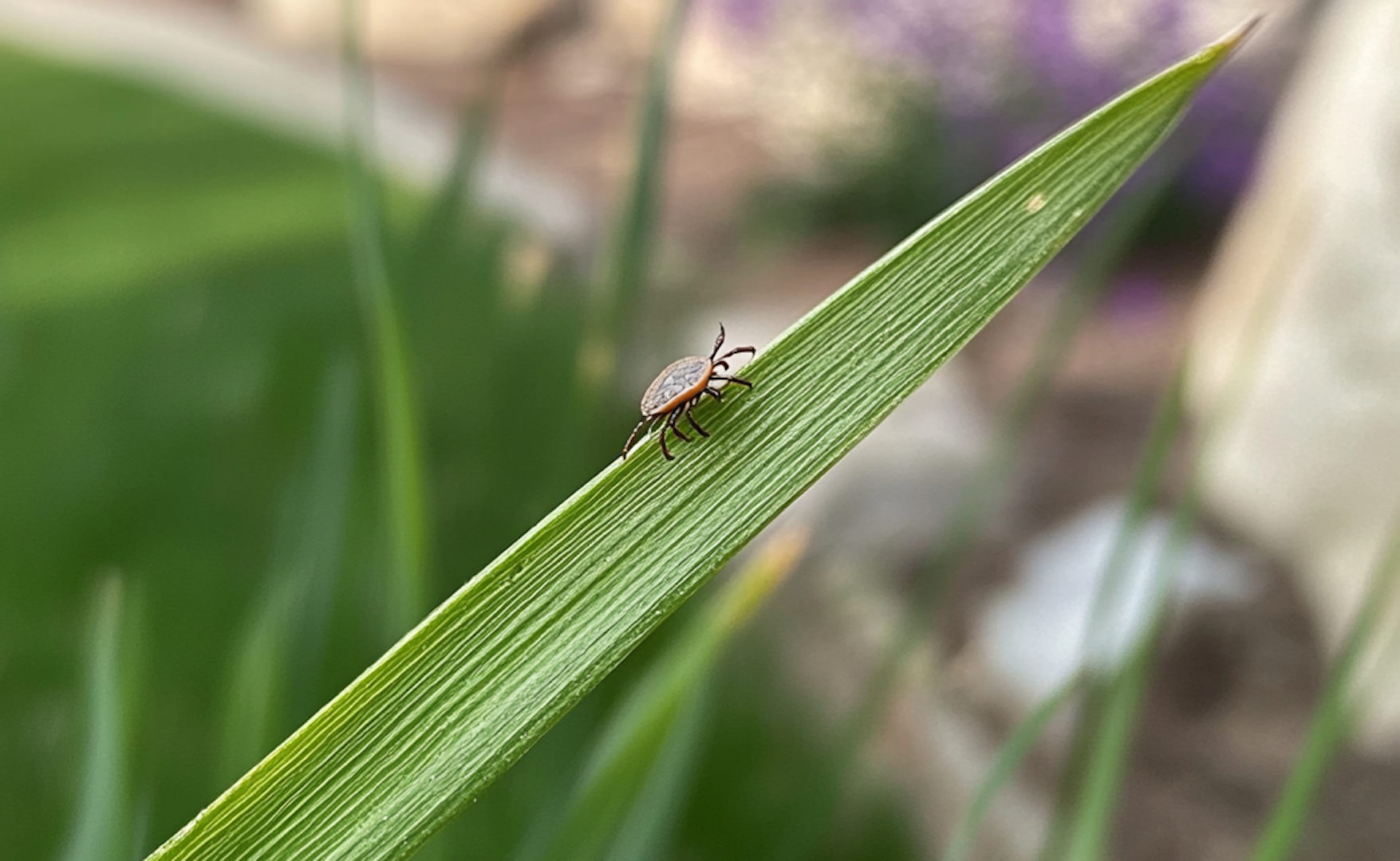 Are Ticks Dangerous? How to Stop Ticks in Maryland
