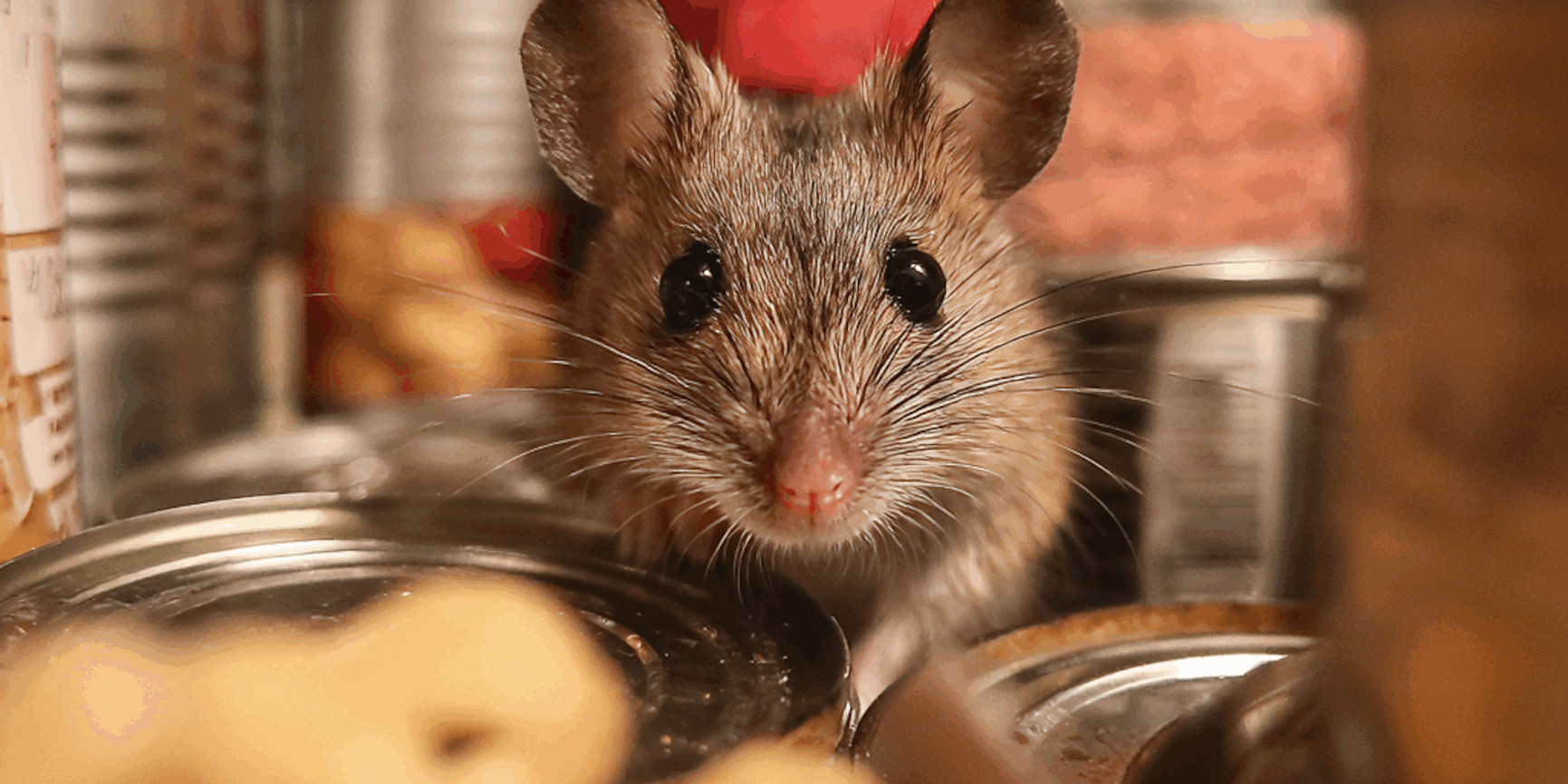 How Common Are Mice in the Summer? Why Are They in My House?