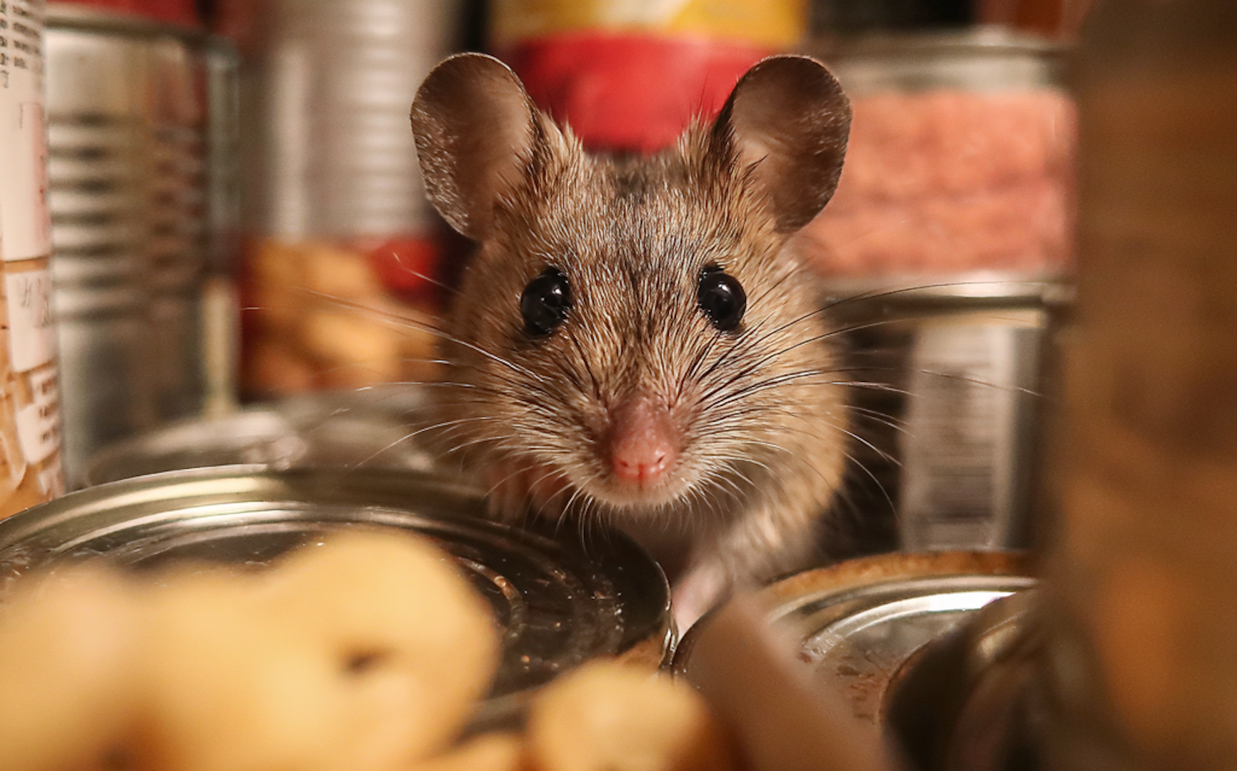 How Common Are Mice in the Summer? Why Are They in My House?