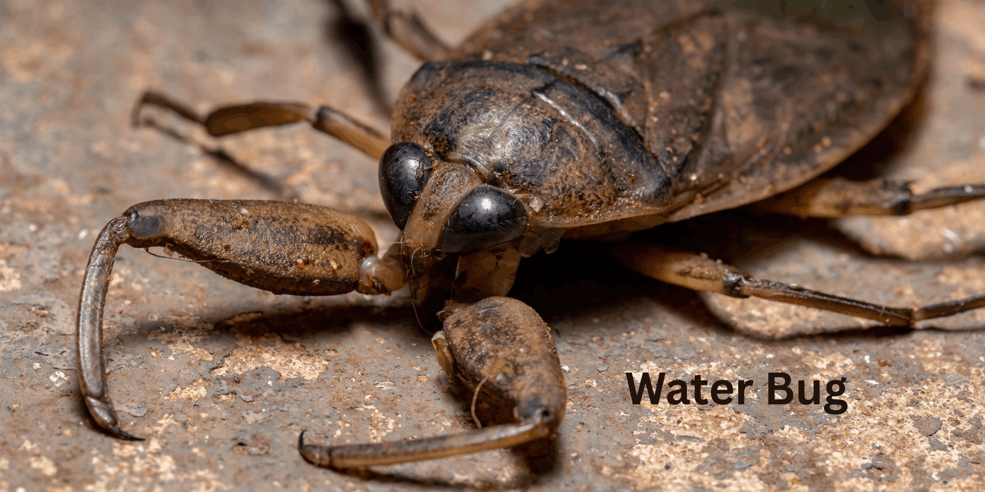What’s the Difference Between Water Bugs and Cockroaches?