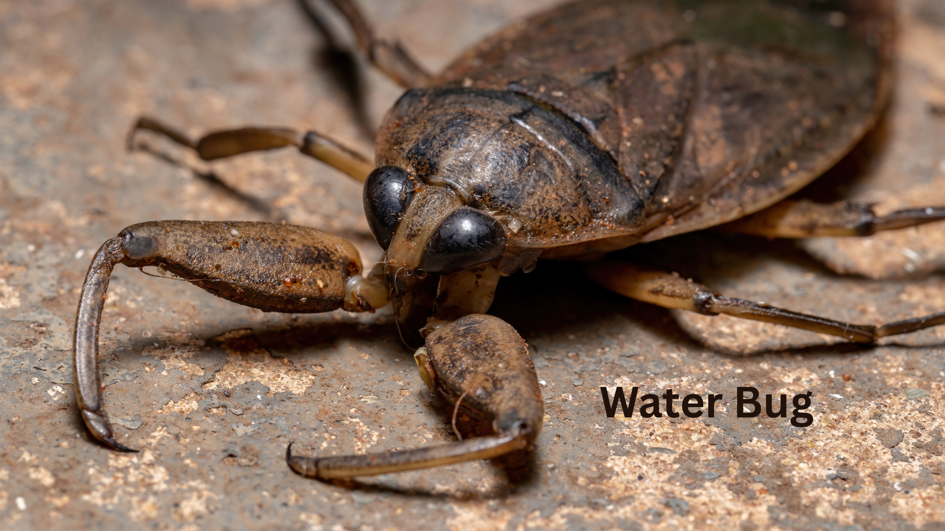 What’s the Difference Between Water Bugs and Cockroaches?