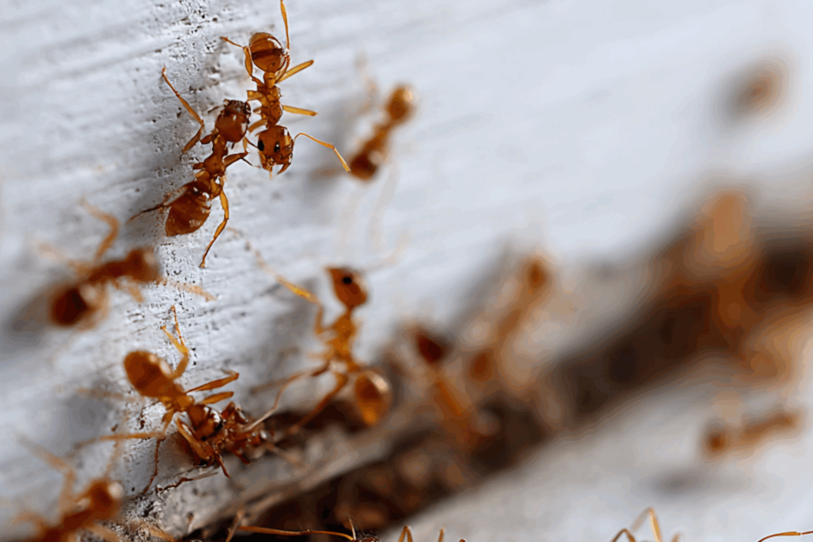 7 Effective Ways for Maryland Homeowners to Get Rid of Carpenter Ants