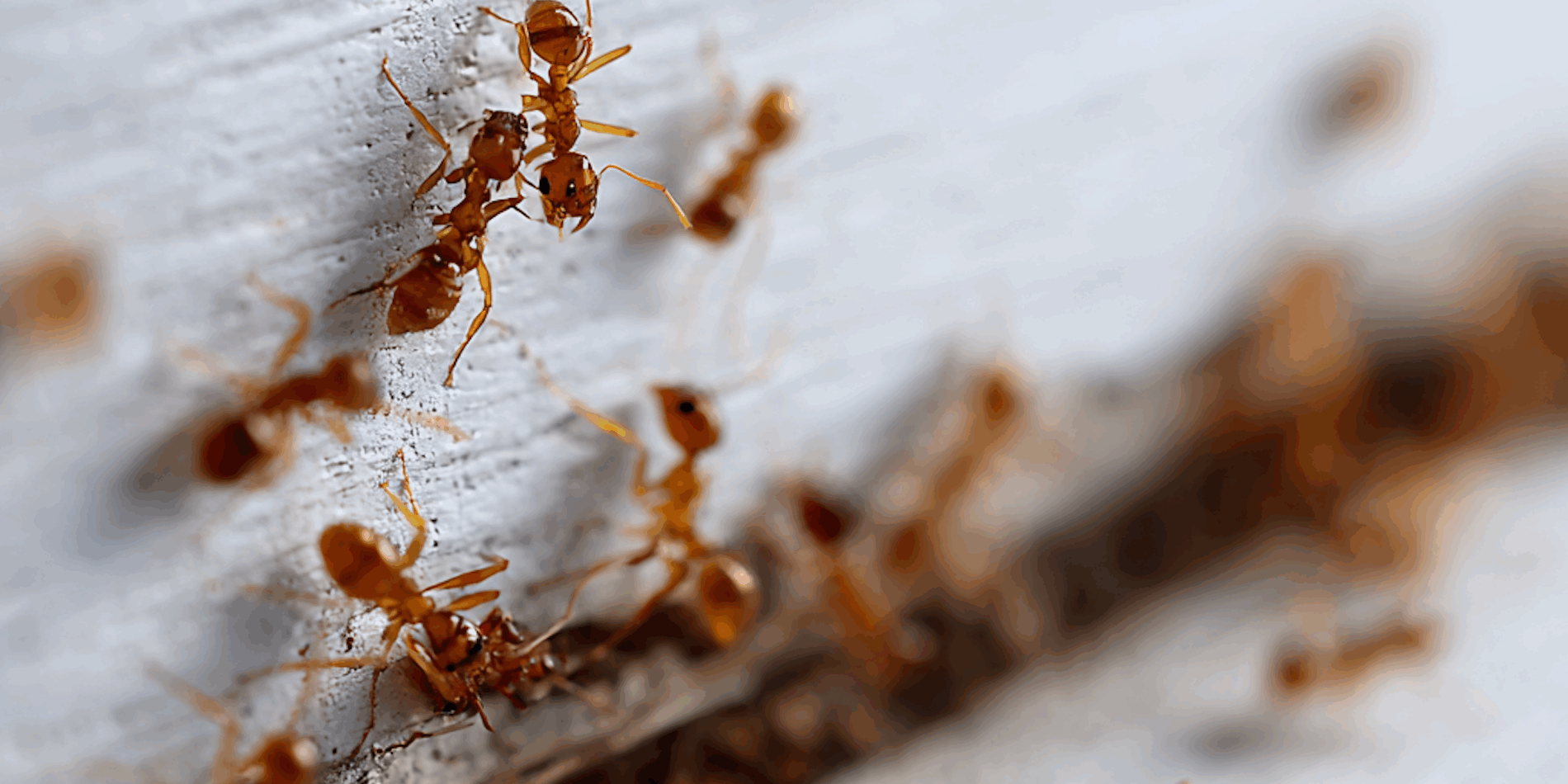 7 Effective Ways for Maryland Homeowners to Get Rid of Carpenter Ants