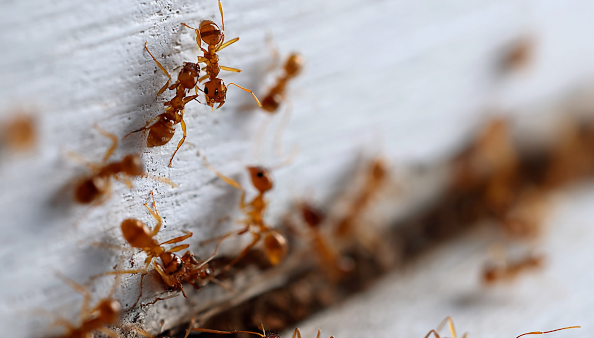7 Effective Ways for Maryland Homeowners to Get Rid of Carpenter Ants