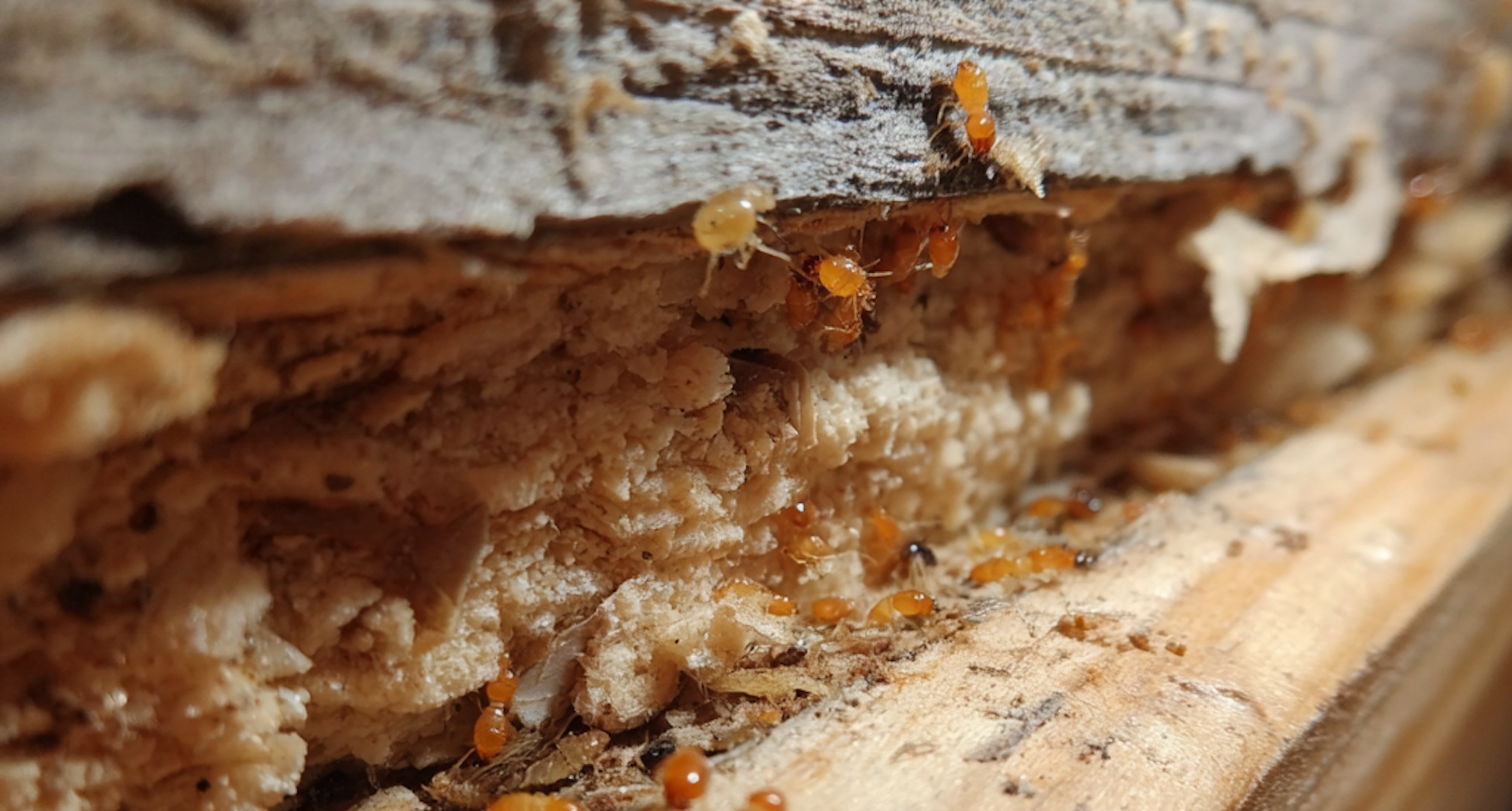 Does My House Have Past Termite Damage? 3 Ways to Find Out