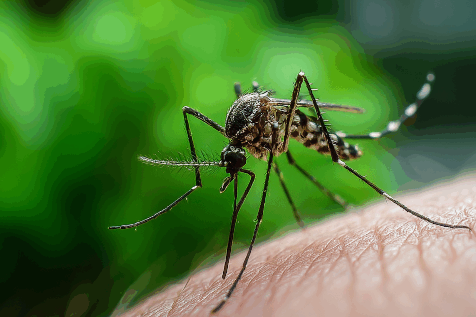 How Dangerous Are Mosquitoes in Maryland?