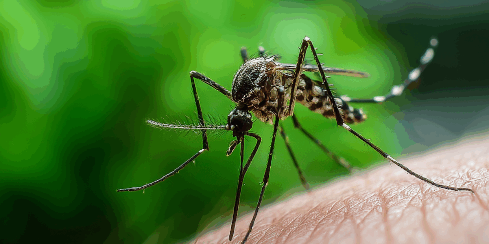 How Dangerous Are Mosquitoes in Maryland?