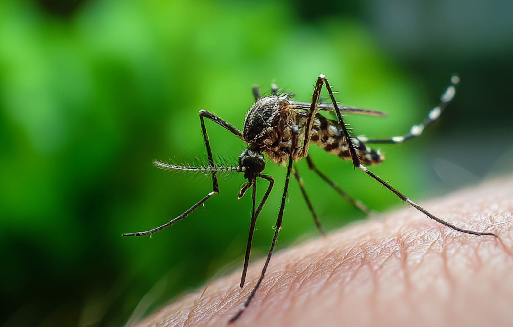 How Dangerous Are Mosquitoes in Maryland?