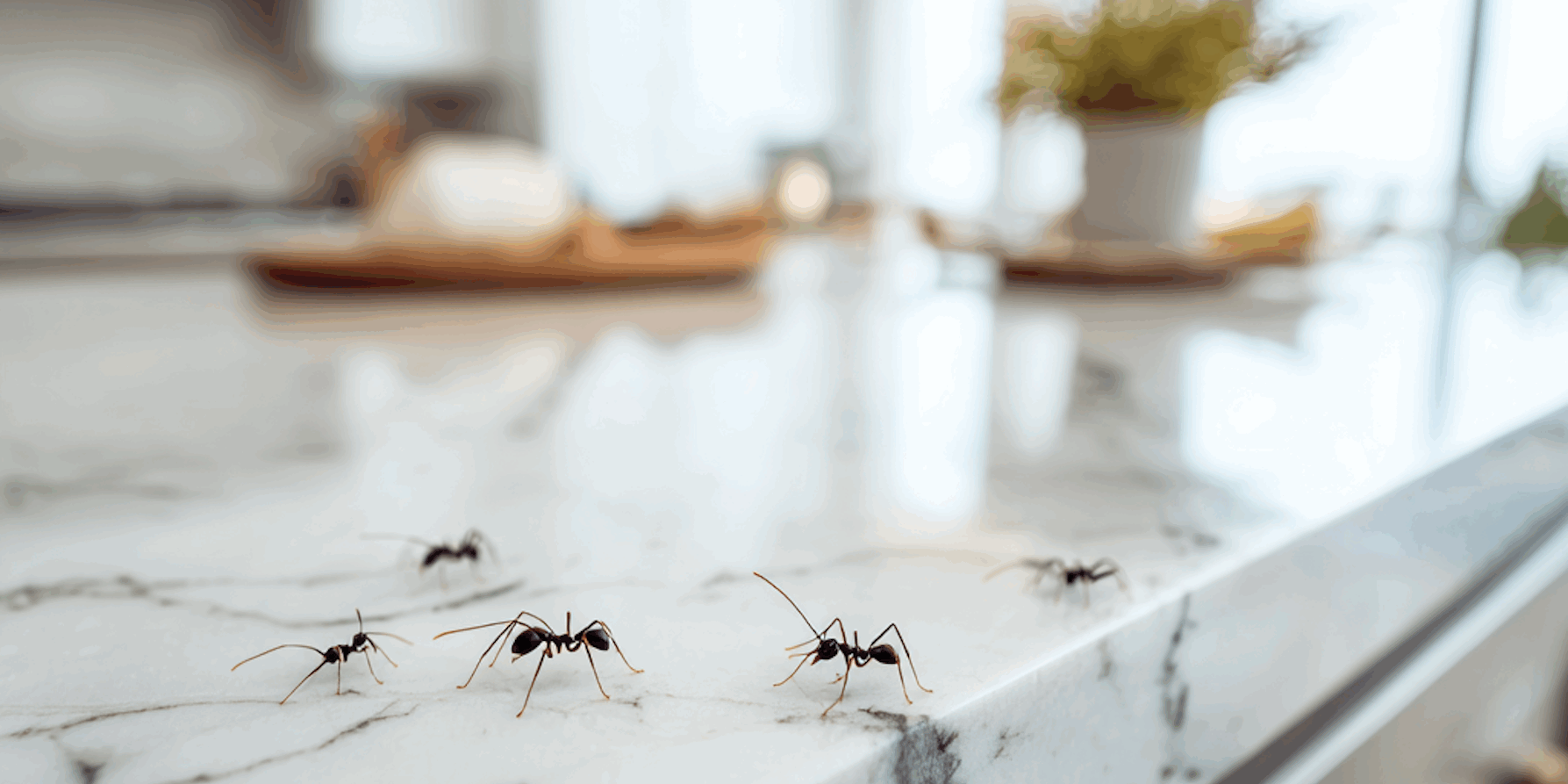 Why Do I Have So Many Ants in My Maryland Home?