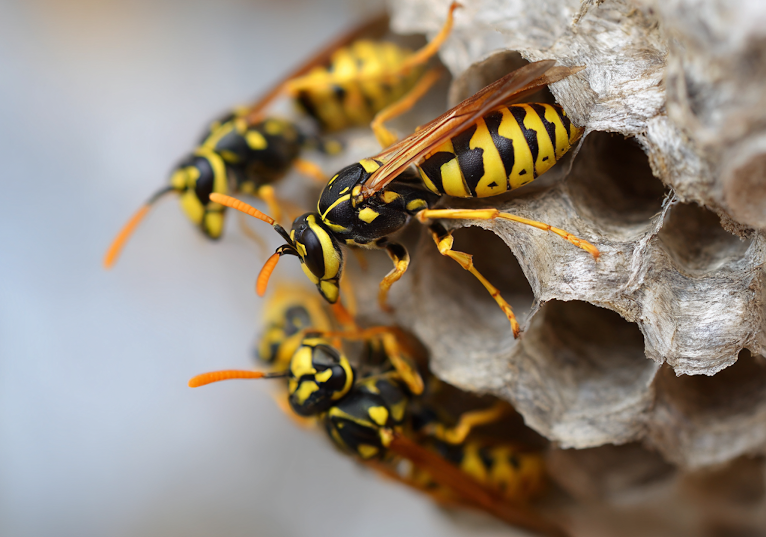 Your Ultimate Guide to Getting Rid of Yellow Jackets in Maryland