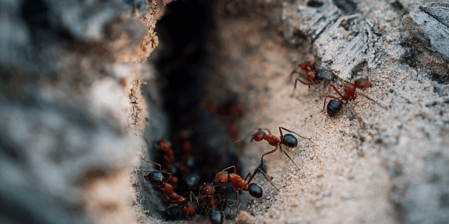 Do Ants Hibernate? How Ants Survive Maryland Winters