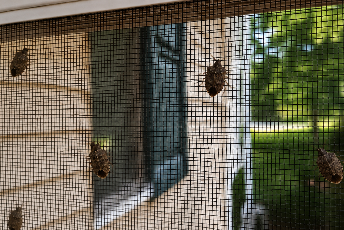 Common Occasional Invaders in Maryland Homes (2026)