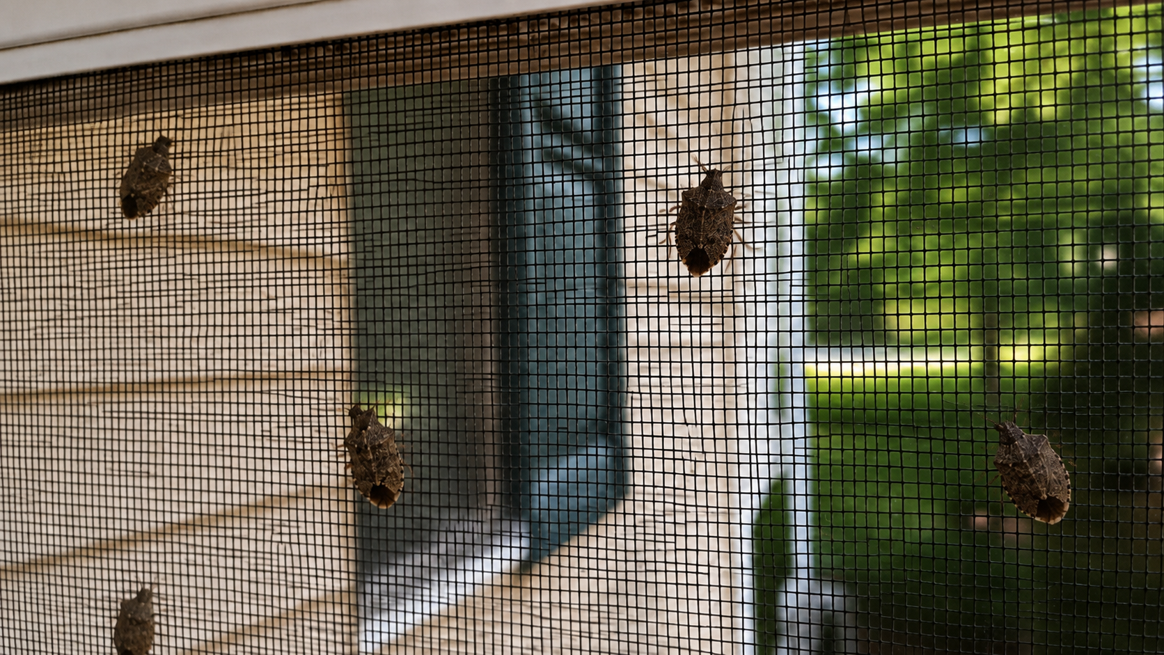 Common Occasional Invaders in Maryland Homes (2026)